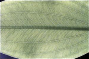 Sagittaria graminea? (Native) 2   (click for a larger preview)