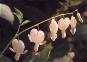 Dicentra spectabilis (Cultivated) 2   (click for a larger preview)