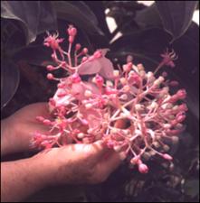 Medinilla magnifica (Cultivated) 2   (click for a larger preview)