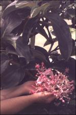 Medinilla magnifica (Cultivated) 3   (click for a larger preview)