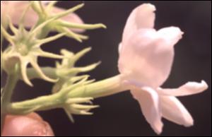 Jasminum sambac (Cultivated) 2   (click for a larger preview)