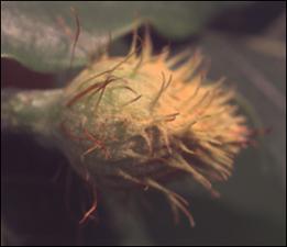 Fagus grandifolia 2   (click for a larger preview)