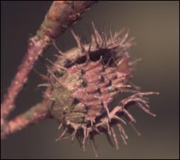 Fagus grandifolia 4   (click for a larger preview)