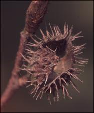 Fagus grandifolia 5   (click for a larger preview)
