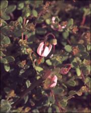 Vaccinium oxycoccos  (Native) 2   (click for a larger preview)