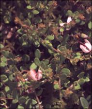 Vaccinium oxycoccos  (Native) 5   (click for a larger preview)