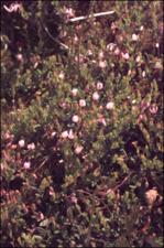 Vaccinium oxycoccos  (Native) 6   (click for a larger preview)