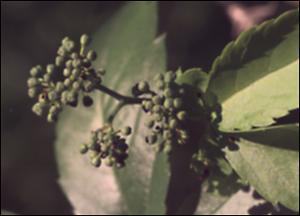 Parthenocissus quinquefolia (Native)   (click for a larger preview)