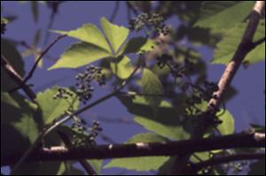 Parthenocissus quinquefolia (Native) 2   (click for a larger preview)