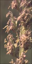 Dactylis glomerata (Introduced) 2   (click for a larger preview)