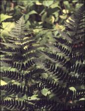 Dryopteris goldiana (Native)   (click for a larger preview)