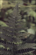Dryopteris goldiana (Native) 2   (click for a larger preview)