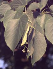 Tilia americana  (Native)   (click for a larger preview)