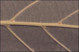 Tilia americana  (Native) 2   (click for a larger preview)