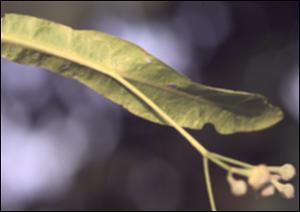 Tilia americana  (Native) 3   (click for a larger preview)