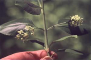 Euonymus fortunei  (Introduced)   (click for a larger preview)