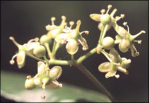 Euonymus fortunei  (Introduced) 2   (click for a larger preview)