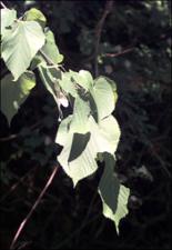 Tilia americana  (Native) 5   (click for a larger preview)