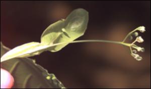 Tilia americana  (Native) 6   (click for a larger preview)