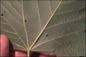 Tilia americana  (Native) 7   (click for a larger preview)