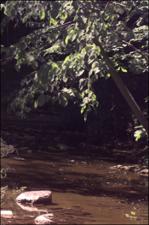 Tilia americana  (Native) 8   (click for a larger preview)