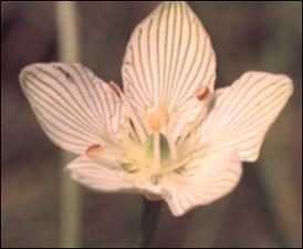 Parnassia glauca (Native)   (click for a larger preview)