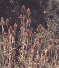 Dipsacus fullonum subsp. sylvestris (Introduced)   (click for a larger preview)