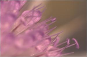 Dipsacus fullonum subsp. sylvestris (Introduced) 4   (click for a larger preview)