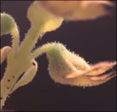 Warnockia scutellarioides  (Native) 2   (click for a larger preview)