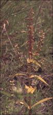 Warnockia scutellarioides  (Native) 3   (click for a larger preview)