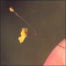 Utricularia subulata (Native)   (click for a larger preview)