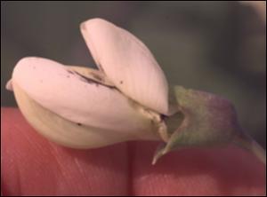 Baptisia alba var. macrophylla (Native) 4   (click for a larger preview)