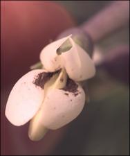 Baptisia alba var. macrophylla (Native) 5   (click for a larger preview)