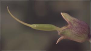 Baptisia alba var. macrophylla (Native) 7   (click for a larger preview)
