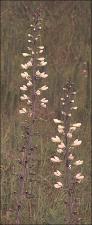 Baptisia alba var. macrophylla (Native) 8   (click for a larger preview)