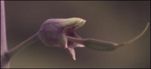 Baptisia alba var. macrophylla (Native) 9   (click for a larger preview)