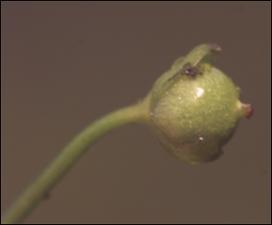 Utricularia subulata (Native) 2   (click for a larger preview)