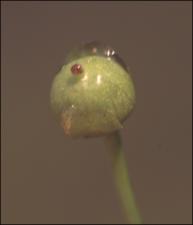 Utricularia subulata (Native) 3   (click for a larger preview)