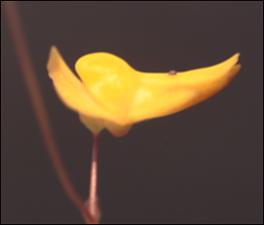 Utricularia subulata (Native) 4   (click for a larger preview)