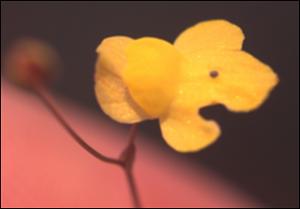 Utricularia subulata (Native) 5   (click for a larger preview)