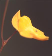 Utricularia subulata (Native) 6   (click for a larger preview)