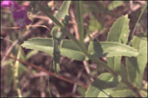 Warnockia scutellarioides  (Native) 5   (click for a larger preview)
