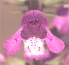 Warnockia scutellarioides  (Native) 9   (click for a larger preview)