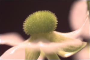 Sagittaria graminea? (Native) 4   (click for a larger preview)