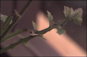 Lactuca hirsuta  var. albiflora  (Native) 3   (click for a larger preview)