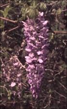 Wisteria sinensis (Cultivated)   (click for a larger preview)