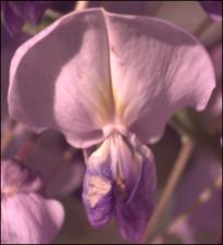 Wisteria sinensis (Cultivated) 2   (click for a larger preview)