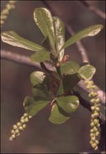 Quercus nigra   (click for a larger preview)