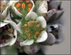 Saxifraga texana (Native) 2   (click for a larger preview)