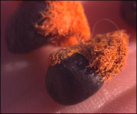 Strelitzia reginae (Cultivated) 2   (click for a larger preview)